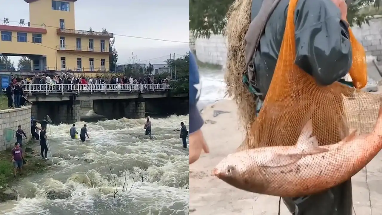 大鱼卡查询流量（大鱼卡怎么样）