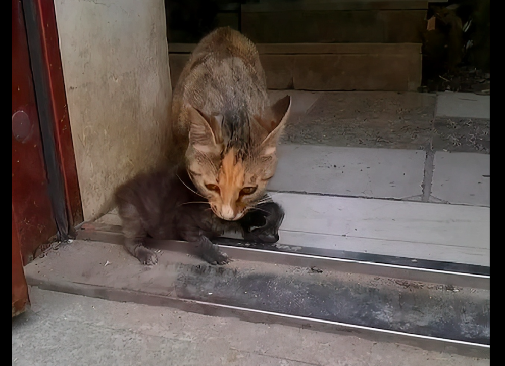 捡到流量猫怎么办（捡到流浪猫好不好风水）