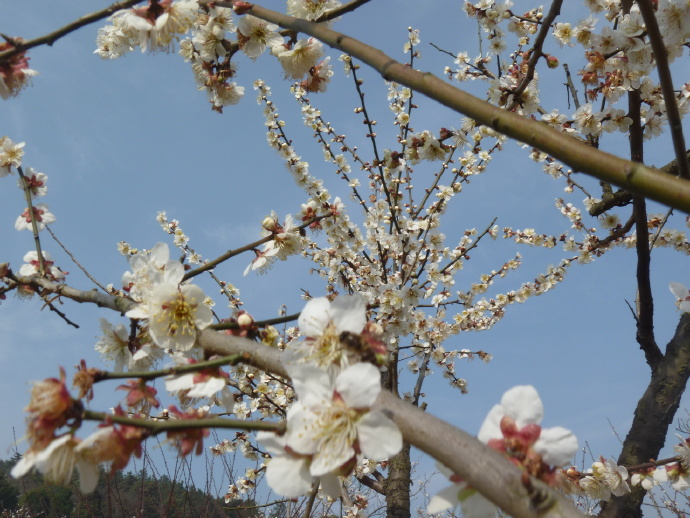 苏州用流量卡（苏州流量卡19元100g全国通用）