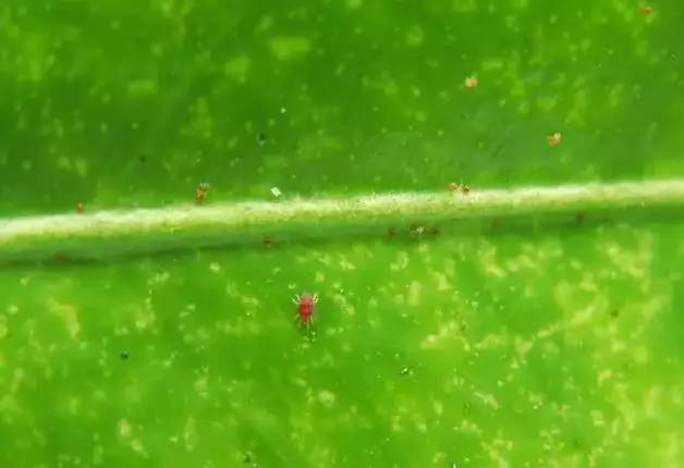 大蜘蛛杀毒软件(红蜘蛛的防治要点有哪些) 大蜘蛛杀毒软件(红蜘蛛的防治要点有哪些)