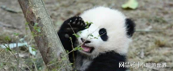 流量最高的熊猫（最近很火的熊猫）
